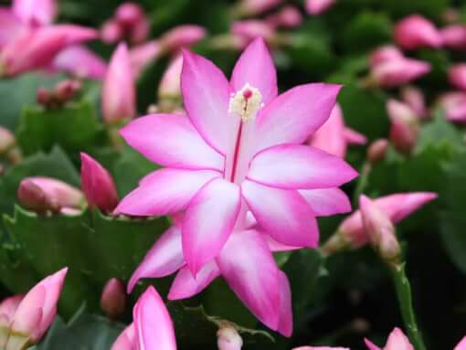 lidcactus paars jolly dancer 4x3