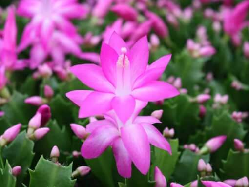 lidcactus roze cyber 4x3