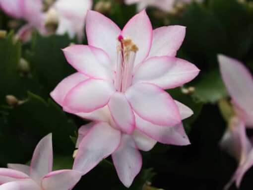 lidcactus roze hofland pink 4x3